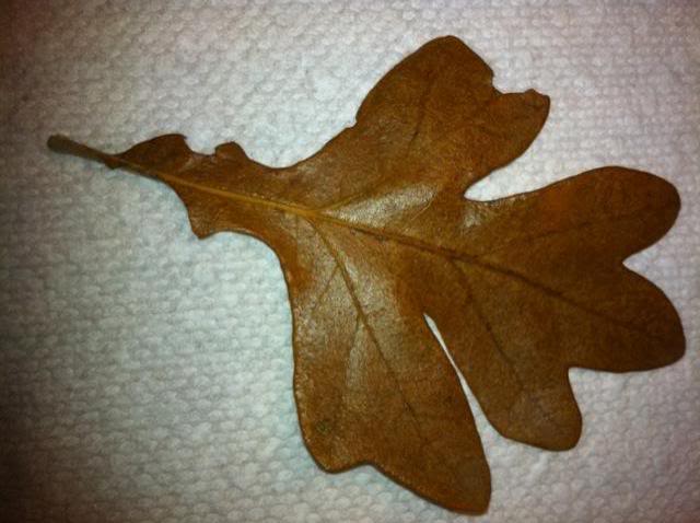 Name the Oak Leaf (pics.)