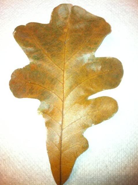 leaf4.jpg