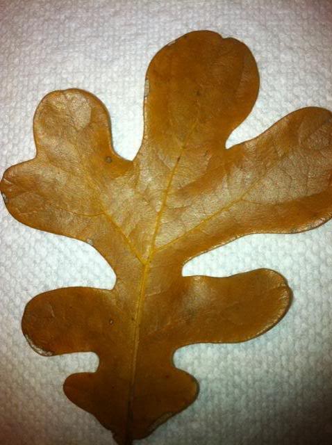 Name the Oak Leaf (pics.)