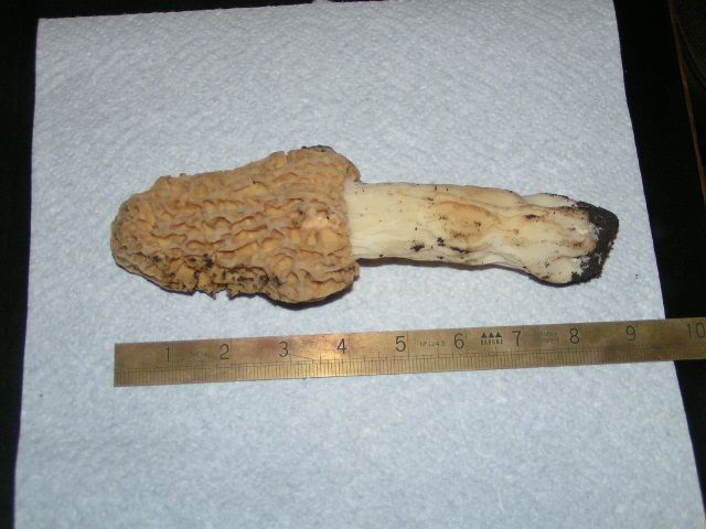 Rustic Mushroom Wood Burning