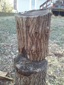 mystery-wood-bark1-e1293500724149.jpg