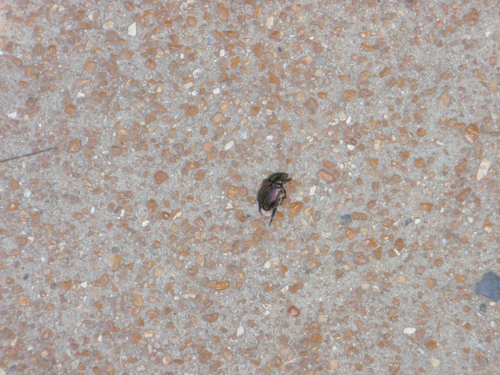 Japanese Beetle...