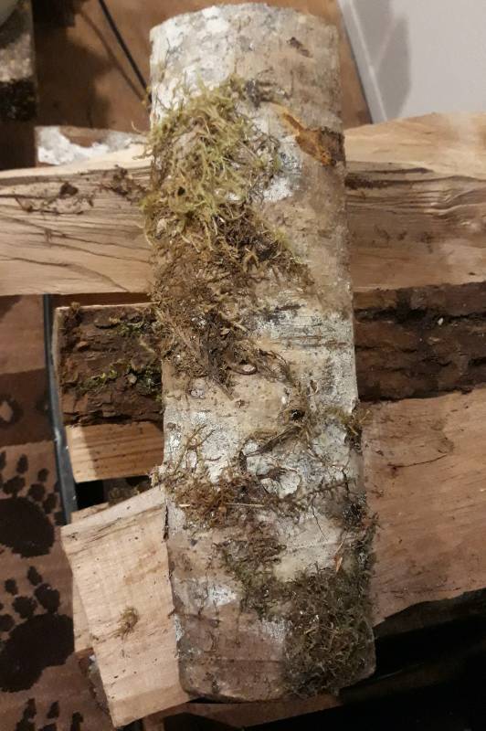 Moss Growing on Ash Firewood