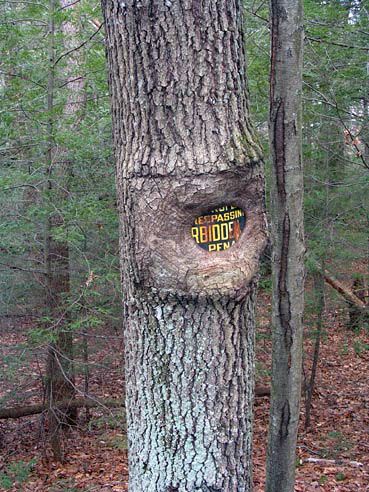 sign-inside-tree.jpg