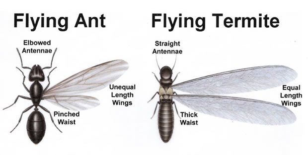 termite-ant.jpg