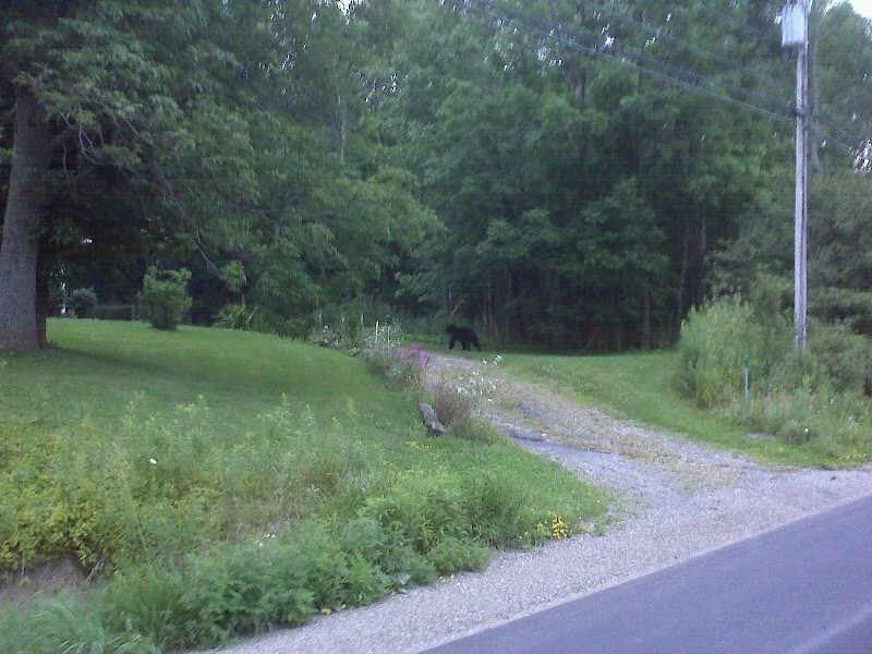 Black Bear spotted