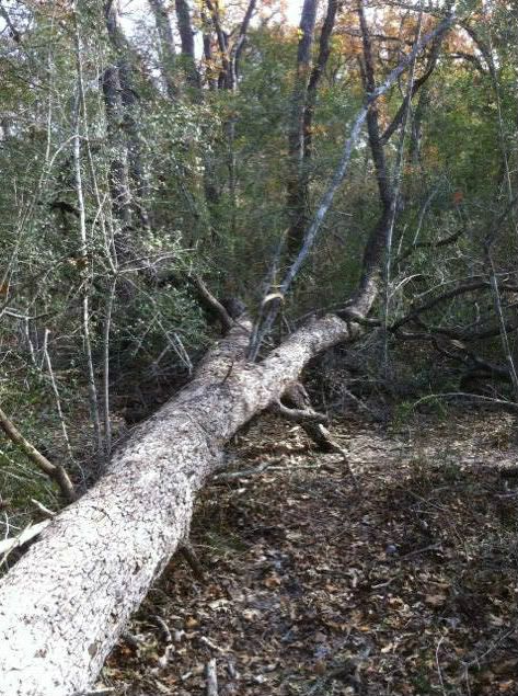 Dropped a big oak today (pics)