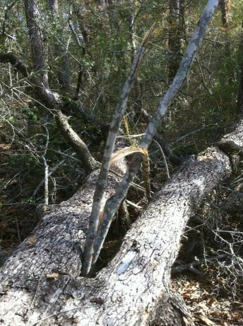 Dropped a big oak today (pics)