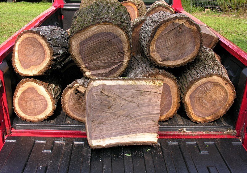 walnut wood quarantine & 1000 cankers.jpg