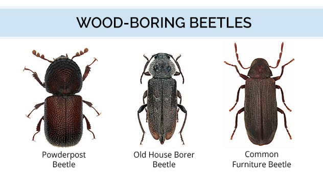 wood-borer-beetles-various-colored-3387316729.jpg