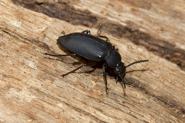 wood-boring-beetle-796488181.jpg