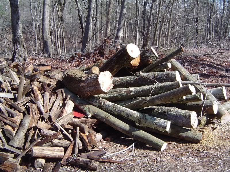 Question for people buying log length firewood-