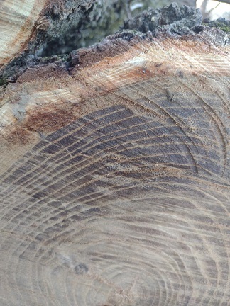 Identify this wood...
