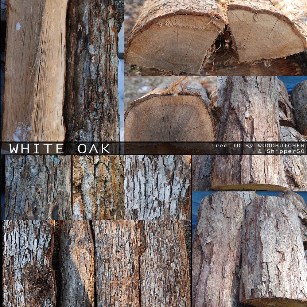 Firewood Types - Oak