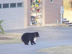Must be spring - the bears are out!