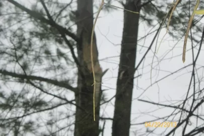 [Hearth.com] Mother Nature = Shoulder Season Wood