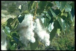 cotton on cottonwood.jpg