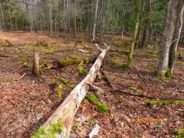 [Hearth.com] Dead Standing/Elm ?