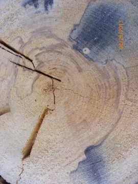 [Hearth.com] Dead Standing/Elm ?