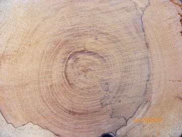 [Hearth.com] Dead Standing/Elm ?
