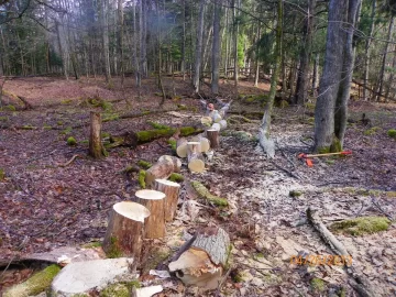 [Hearth.com] Dead Standing/Elm ?