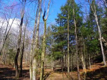 [Hearth.com] Dead Standing/Elm ?