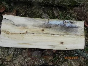 [Hearth.com] Dead Standing/Elm ?