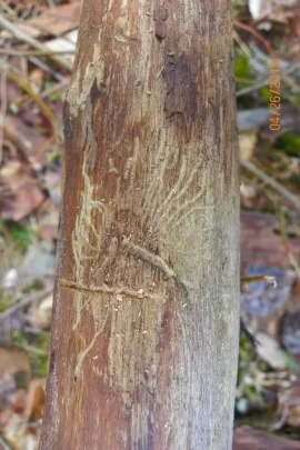 [Hearth.com] Dead Standing/Elm ?