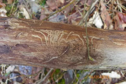 [Hearth.com] Dead Standing/Elm ?