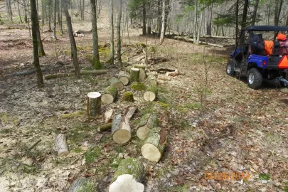 [Hearth.com] Dead Standing/Elm ?