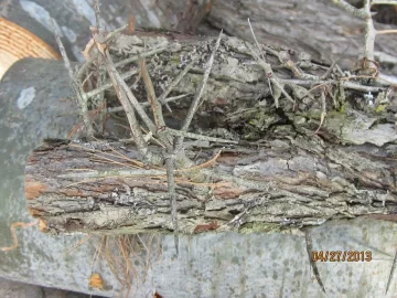 [Hearth.com] Wood ID please