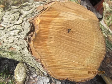 [Hearth.com] Wood ID please