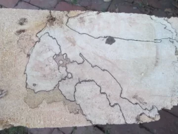 [Hearth.com] I rescued these from the firepit.  One man's trash is another man's treasure.