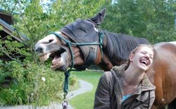 horse laugh.jpg