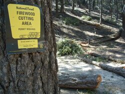 Scoping wood in Big Bear & new saw coming soon! m-tronic