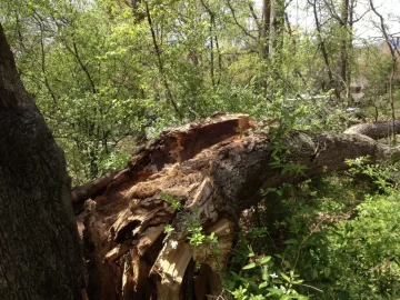 [Hearth.com] BIG white oak came down this week