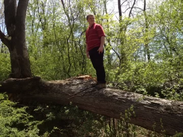 [Hearth.com] BIG white oak came down this week