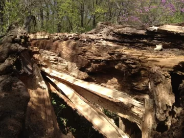 [Hearth.com] BIG white oak came down this week