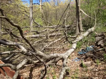 [Hearth.com] BIG white oak came down this week