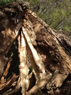 [Hearth.com] BIG white oak came down this week
