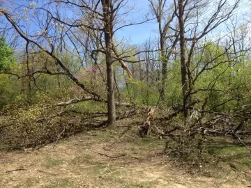 [Hearth.com] BIG white oak came down this week