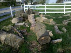 Great scrounge, big Oak and some nice pieces of ash,Lotsa Pictures !!!