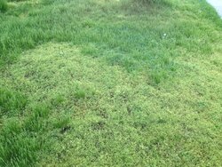 Help me with my yard, please.