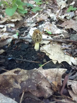 [Hearth.com] morels.....anybody gettin' any?