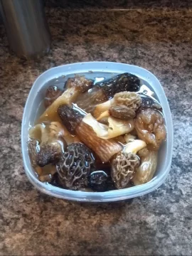 [Hearth.com] morels.....anybody gettin' any?