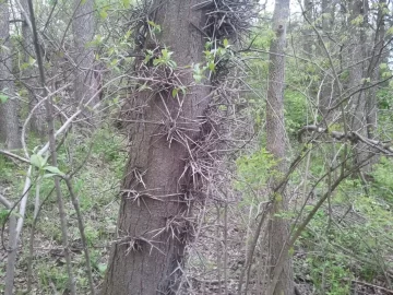 [Hearth.com] Ram full of this find, please id...