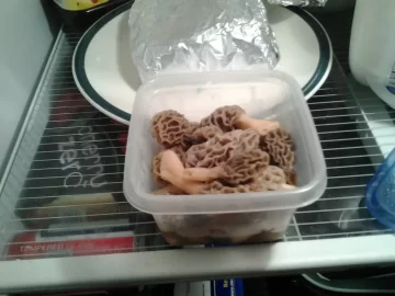 [Hearth.com] morels.....anybody gettin' any?