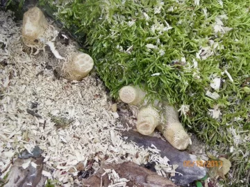 [Hearth.com] morels.....anybody gettin' any?