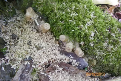 [Hearth.com] morels.....anybody gettin' any?