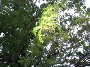 [Hearth.com] Big tree ID